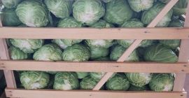 I offer white cabbage all over year. If you