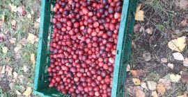 Ich werde Preiselbeeren verkaufen