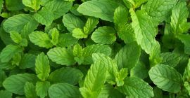 Herbs offer at level of quility, and compitative price.
