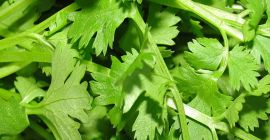 Hi Dear, we have parsley herbs at high quality