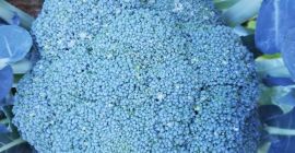 Броколи је спреман. Калибар 1кг