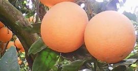 Frische Orange: Orangennabel: (November bis März) Größen: 44/48/56/64/72/80/88/100/105/113/125. Valencis