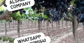 10- Свежий виноград: - Происхождение: Египет - Разновидность: Свежий