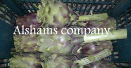 - Fresh Artichoke : - Fresh green artichoke -