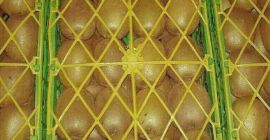 Fructe proaspete de înaltă calitate din Iran.