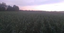 Voi vinde prazul ecologic, Lincoln și Bulgina. Cantități en-gros