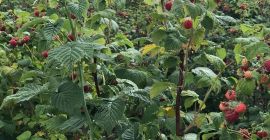 Vettem málna palántákat, megrendelésekre hívjuk a 0765881772 számot