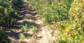 Испанский мандарин Valencia Mix класса 1 и 2 цена