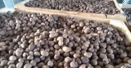 Ядки от всякакви сортове калибър: Costiujeni, Cogălnicean, Cazacu. Най-добрите