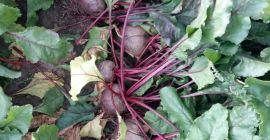Consumer beet for sale - variety Pablo. Sown 8ha.