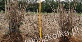 Продајте саднице црвене рибизле: 20.000 комада Ровада, 20000 комада