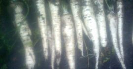 Продајем бели першун, комерцијалне величине. Ручно изабран.