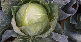 Voi vinde varză, greutatea medie a capului de 5