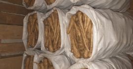 Купујем бели першун, комерцијалне величине. Ручни одабир