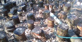 Shiitake(Lentinus Edodes) ECO, uscat natural ( naturally dried).