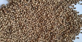 I will sell Coriander from this year&#39;s harvest, packed