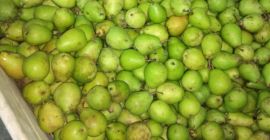 I will buy a fresh pear, conference, lukas, other,