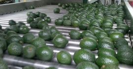 We specialize in importing and exporting produce of the