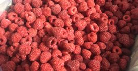 Vendo lampone congelato, quantità: 8, 9, 10 kg -
