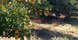 Валенсия Мандарины, цена с доставкой от 3,45-4,10 зл /