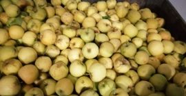 Sehr leckere rumänische Äpfel, + 15brix, Pferd + 70
