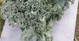 I will sell large amounts of kale in boxes