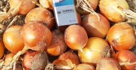 лук в мешках от 10 кг с доставкой 1