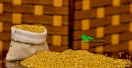 SEMINTE MILLET MOQ 18 TONE web-ul nostru www.peanuts.sd tel