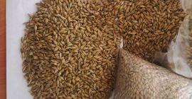 We are a producer from the territory of Altay,