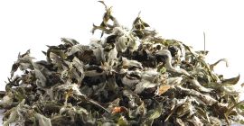 L&#39;Artemisia argyi, comunemente nota come assenzio argenteo o artemisia