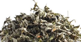 Artemisia argyi, allgemein bekannt als silbriges Wermut oder chinesischer