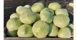 Varză proaspătă și drăguță pentru greutate de vânzare: 2-4kg