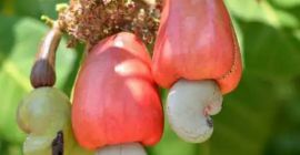 Altissima qualità, buone condizioni confezionate in varie dimensioni -