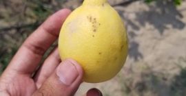 Approximately 40,000 kilograms of Lisbon and Eureka lemons will