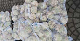 O SA VAND UN SELERA. CANTITĂȚI MARE. SUCURTE SAU