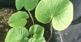 Wasabi Plants - DARUMA, MAZUMA, GREEN THUMB, MISHO wasabi.rhizomes@gmail.com