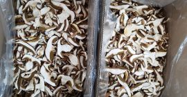 Dried and frozen porcini mushrooms in large quantities