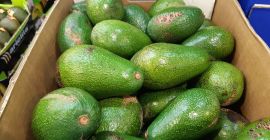 Avocados directly from the manufacturer. Fuerte and hass variety.