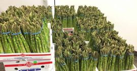 Friss zöldségek termelnek