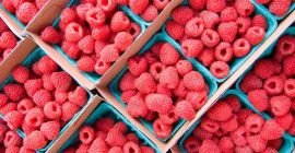 Fresh and Frozen available