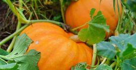 Vendo una zucca di Halloween, per favore contattami se