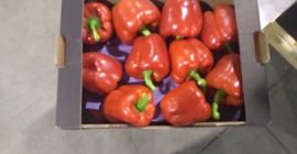 Zu verkaufen California red pepper Klasse 2xG Ursprungsland Spanien