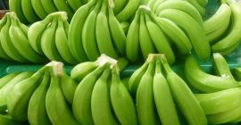 A friss Cavendish banán vezető exportőre vagyunk, kérjük vegye