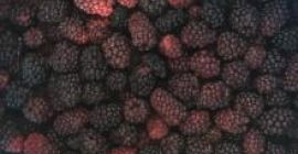 Suntem liderul exportator de mure, vă rugăm să mă