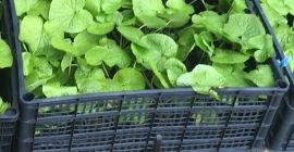 An polnische Verhältnisse gewöhnt! Bestellungen: wasabi.rhizomes@gmail.com Hinweis Pflanzen werden