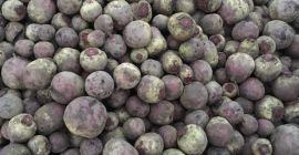 We are selling beetroots (Pablo, Babybeat). Pablo - A