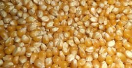 Vendiamo mais alimentare. Grandi quantità da 3.000 a 50.000