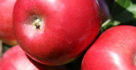 Здравейте, ще продам Айдаред, 100% боядисан около 7 тона,