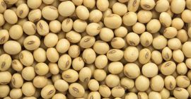 We sell soybean oil and soybean animal meal directly