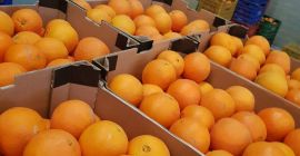 Здравейте, ще продавам на едро количества портокали от Испания.